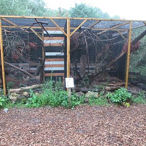 Siberian Weasel Exhibits