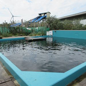 Harbour Seal Exhibit