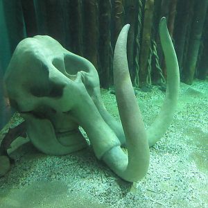 Woolly Mammoth Skull (inside big shark tank)