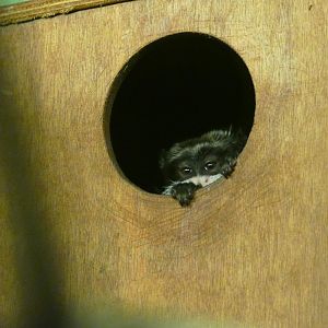 Emperor tamarin, July 2019