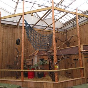 Cotton-top Tamarin Exhibit