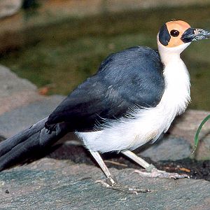 White-necked picathartes; Frankfurt: early 1990s