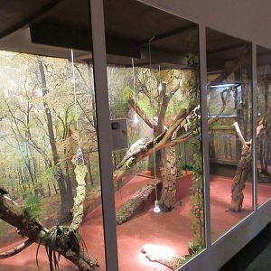 Green Iguana Exhibit (note the laminate flooring)