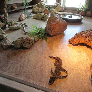 Giant Girdled Lizard Exhibit (note the laminate flooring)