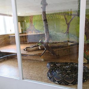 Reticulated Python Exhibit (note the laminate flooring)
