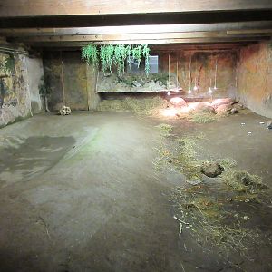 Sulcata Tortoise Exhibit