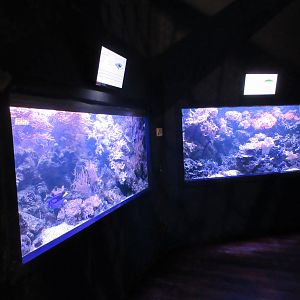 Coral Reef Tanks