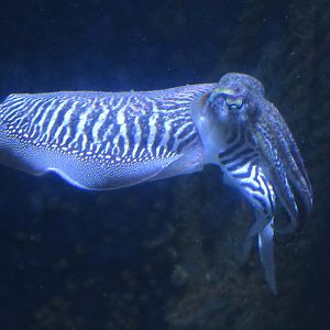 Common Cuttlefish