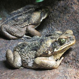 Cane Toads