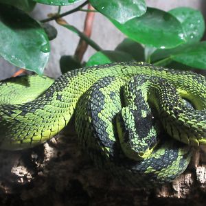 Great Lakes Bush Viper