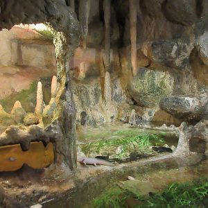 Axolotl 'Cave' Exhibit