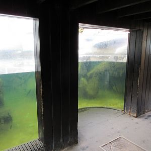 Humboldt Penguin Exhibit