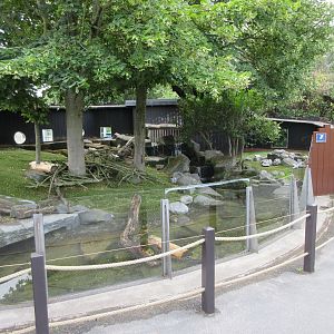 Small-clawed Otter Exhibit