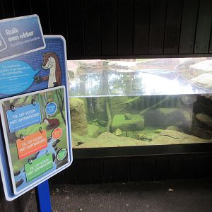Small-clawed Otter Exhibit