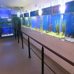 Seahorse Exhibits