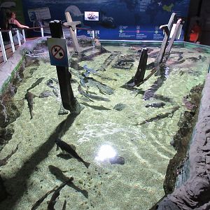 Stingray Tank (not the typical Sea Life shape)