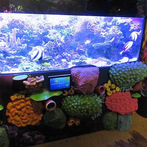 Colourful Coral Reef Tank