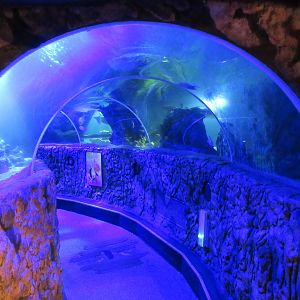 Walk-through Tunnel Exhibit