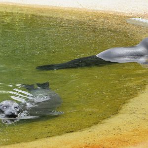 Harbour Seals (very dark specimens)