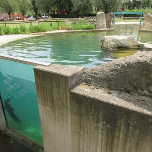Harbour Seal Exhibit