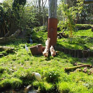 Giant anteater and Azara's agouti exhibit, 2019-03-30