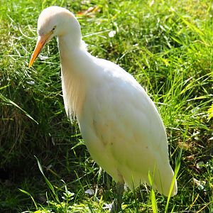 Western cattle egret (Bubulcus ibis ibis), 2019-03-30