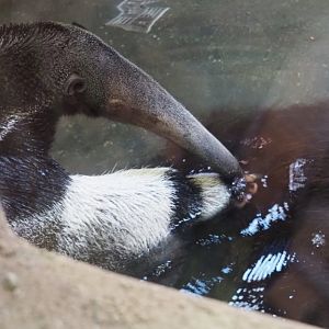 Giant anteater (Myrmecophaga tridactyla) bathing, 2019-03-30