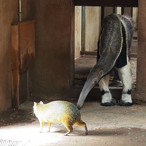 Giant anteater (Myrmecophaga tridactyla) and Azara's agouti (Dasyprocta azarae), 2019-03-30