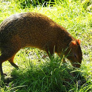 Azara's agouti (Dasyprocta azarae), 2019-03-30