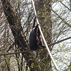 Woolly monkey (Lagothrix lagotricha), 2019-03-30