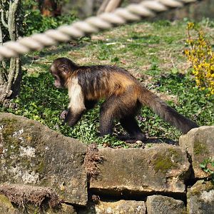 Yellow-breasted capuchin (Sapajus xanthosternos), 2019-03-30