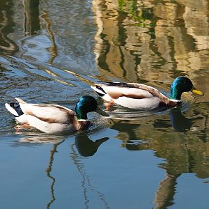 Wild mallard drakes (Anas platyrhynchos), 2019-03-30