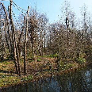 Red-faced spider monkey island, 2019-03-30