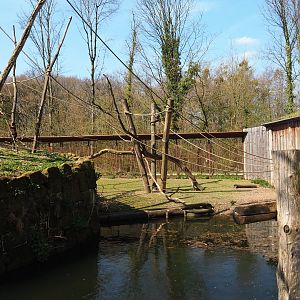 Yellow-breasted capuchin and capybara exhibit, 2019-03-30