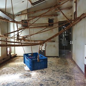 Yellow-breasted capuchin indoor housing, 2019-03-30