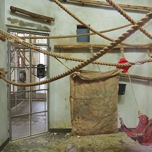Yellow-breasted capuchin indoor housing, 2019-03-30