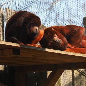 Venezuelan red howler monkeys (Alouatta seniculus seniculus), 2019-03-30