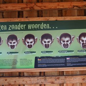 Bolivian squirrel monkey non-verbal communication and facial expressions sign, 2019-03-30