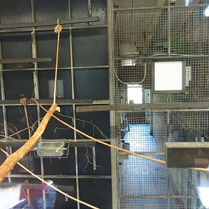 Bolivian squirrel monkey indoor housing, 2019-03-30