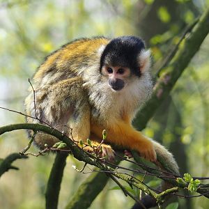 Bolivian squirrel monkey (Saimiri boliviensis boliviensis), 2019-03-30
