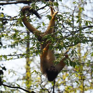 Bolivian squirrel monkey (Saimiri boliviensis boliviensis), 2019-03-30