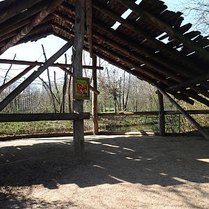 Red-faced spider monkey viewing shelter within the squirrel monkey forest, 2019-03-30
