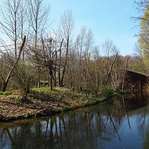 Red-faced spider monkey island, 2019-03-30