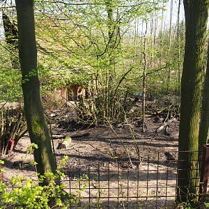 Southern white-lipped peccary pen, 2019-03-30