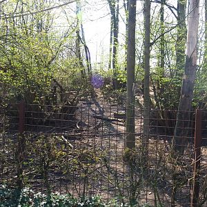 Southern white-lipped peccary pen, 2019-03-30