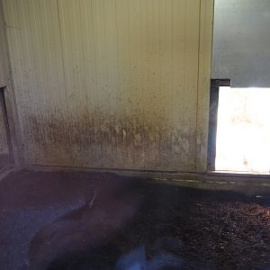 Southern white-lipped peccary den, 2019-03-30