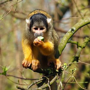 Bolivian squirrel monkey (Saimiri boliviensis boliviensis), 2019-03-30