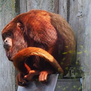 Venezuelan red howler monkey (Alouatta seniculus seniculus), 2019-03-30