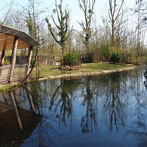 Red river hog exhibit, 2019-03-30