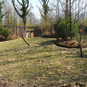 Red river hog exhibit, 2019-03-30